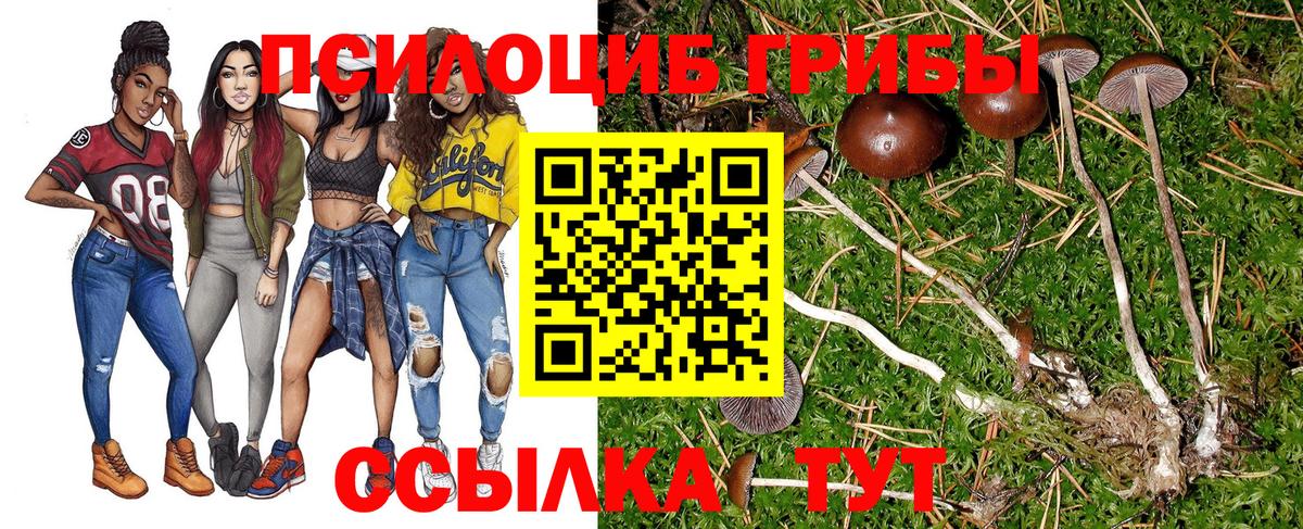 Галлюциногенные грибы Psilocybe Гатчина